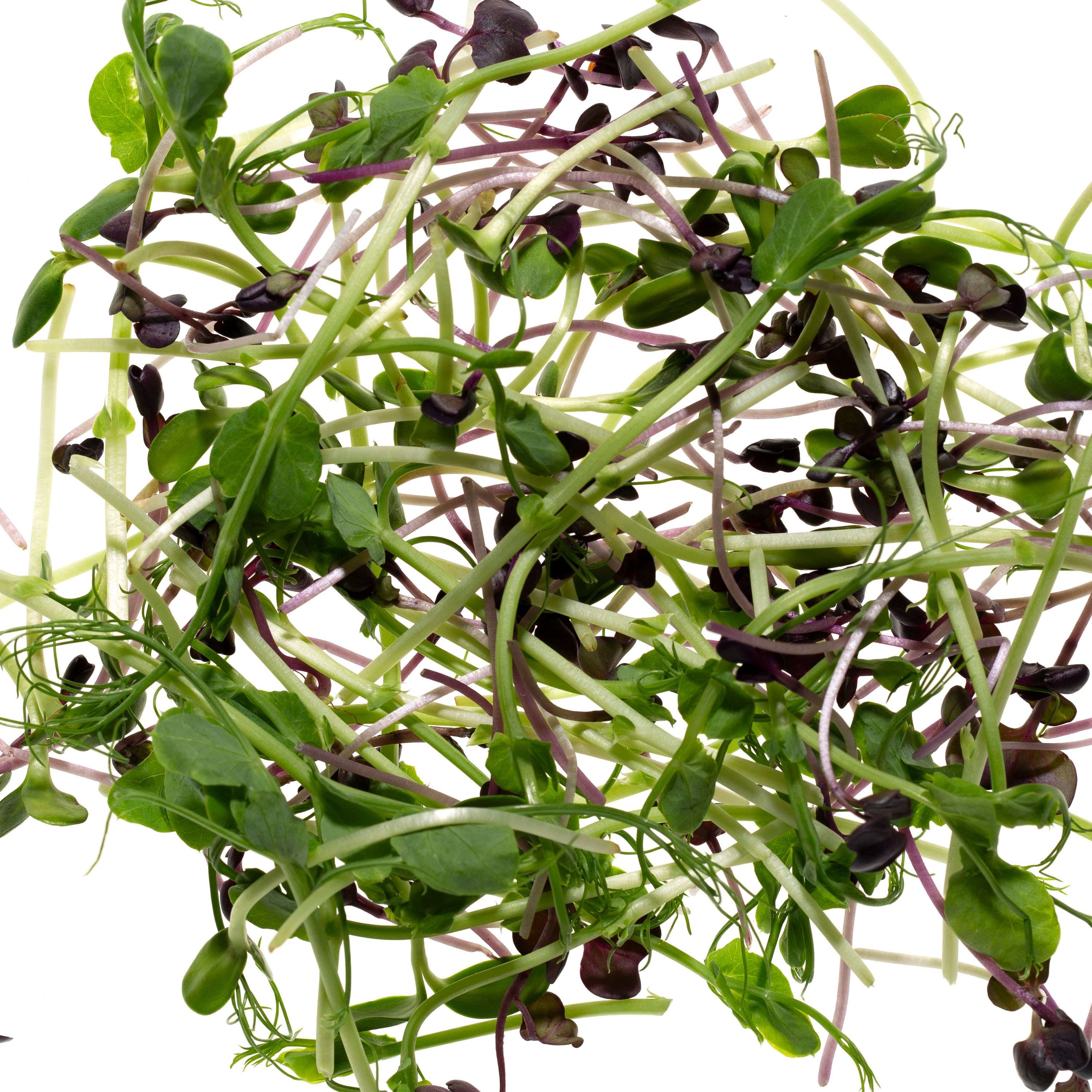 Eden Micro Greens Mix2