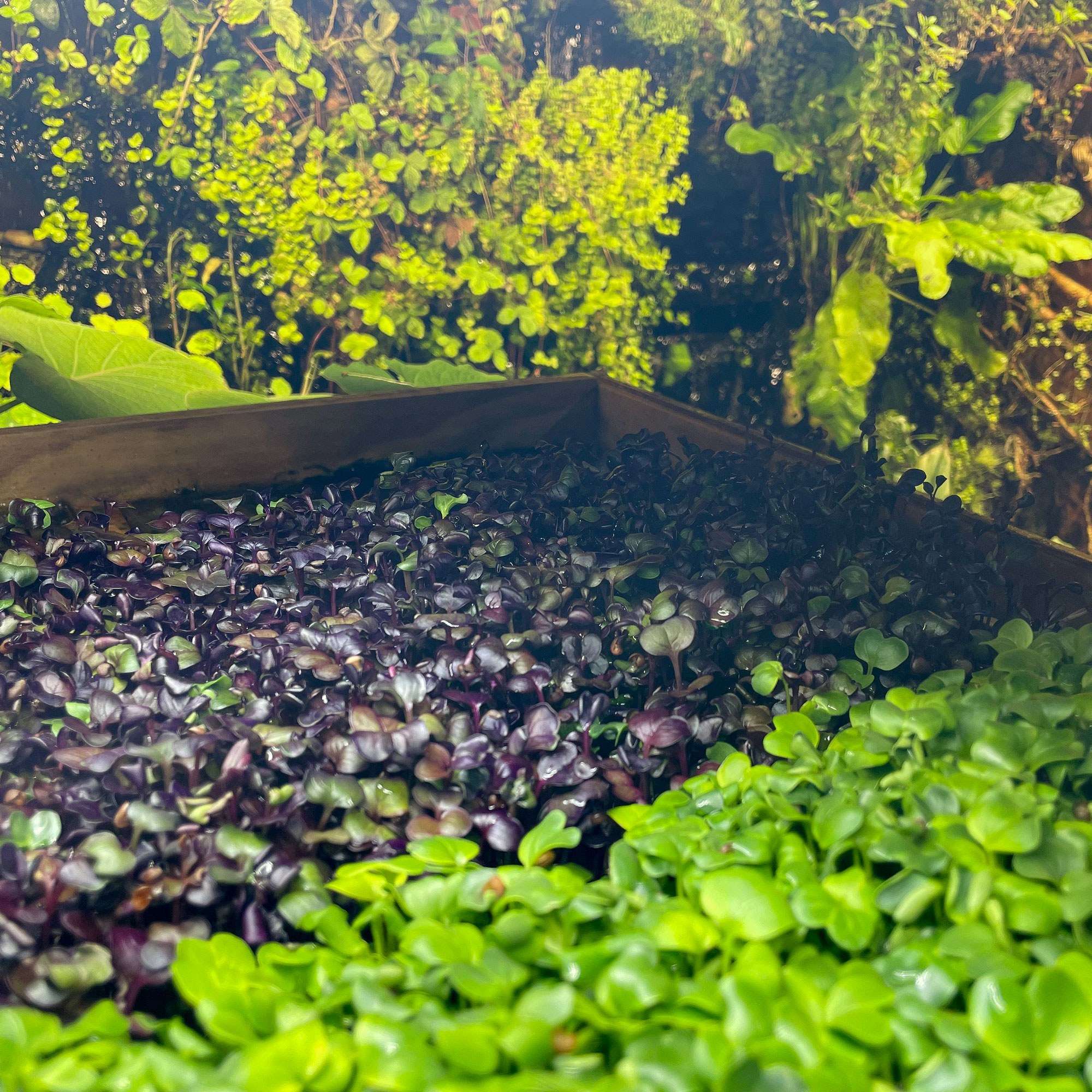 Eden Micro Greens Shelf