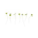 Eden Micro Greens Rucola sep