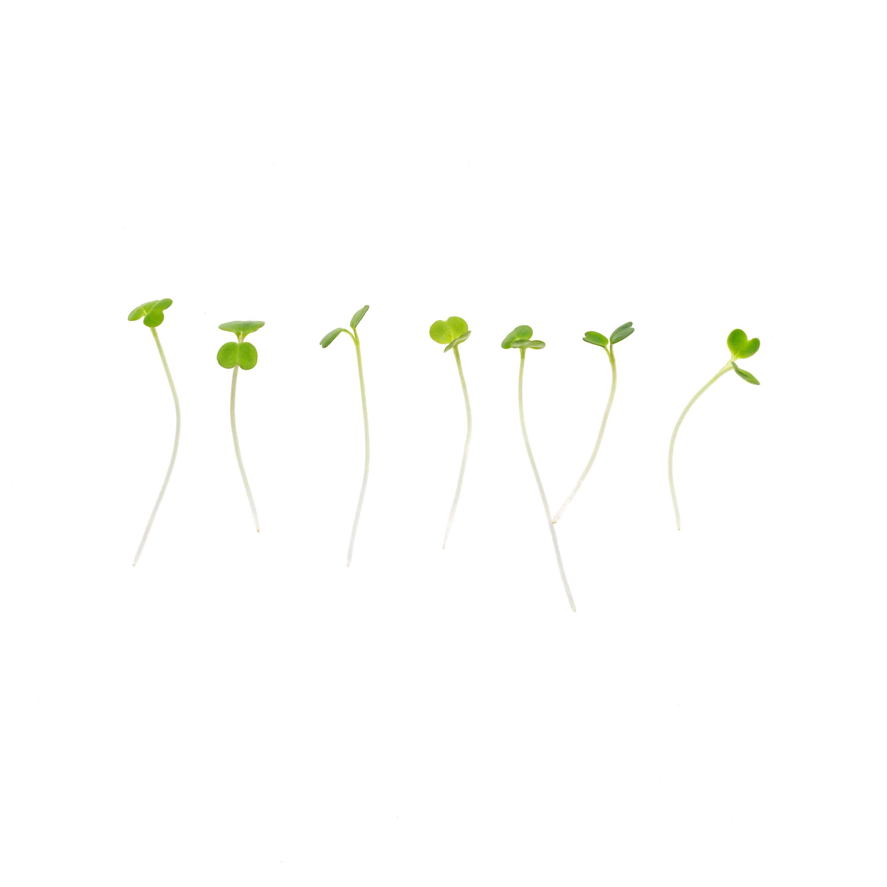 Eden Micro Greens Rucola sep